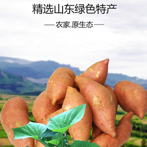 山东农家自种新鲜小香薯红皮白心番薯山芋沙土板栗红薯地瓜农产品
